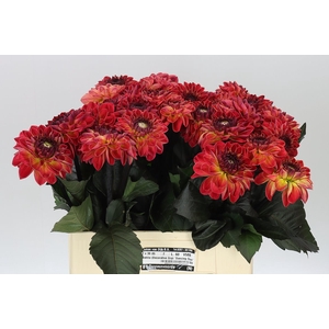 Dahlia Dancing Don