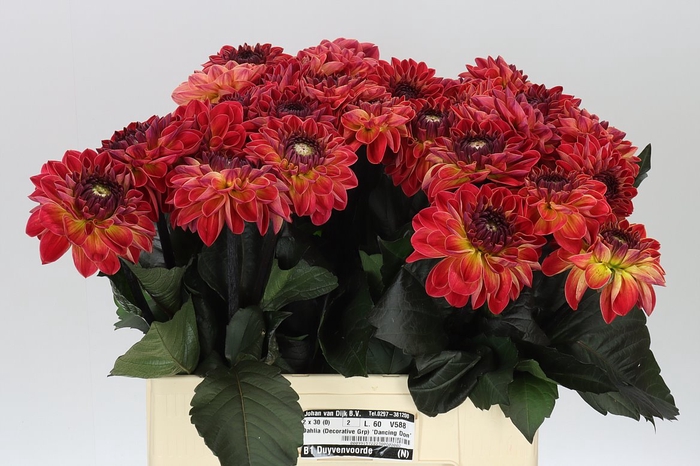 <h4>Dahlia Dancing Don</h4>