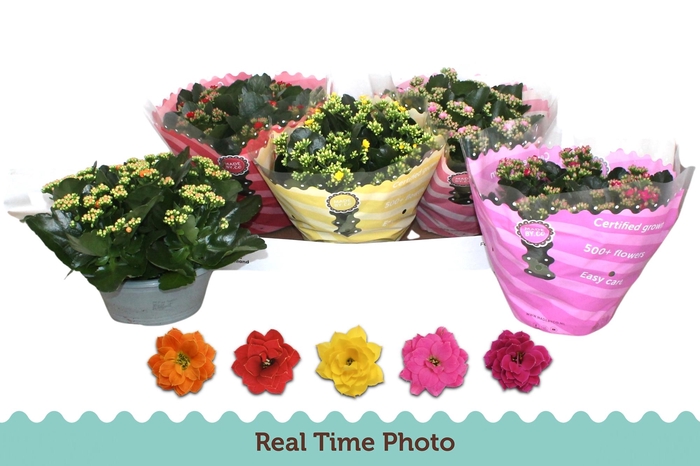 <h4>KAL GE GEM 5 KL</h4>