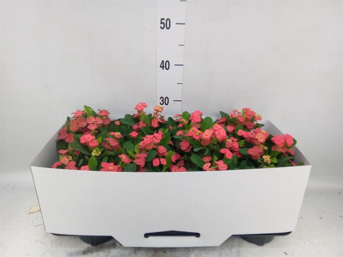 <h4>Euphorbia milii 'Vulcanus'</h4>