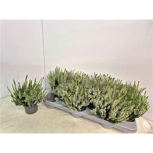 Callu Nova Arcticwhite