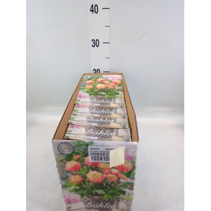 Dahlia ...flowerbulbs