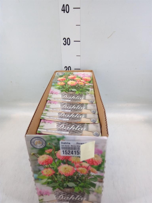 <h4>Dahlia   ...flowerbulbs</h4>