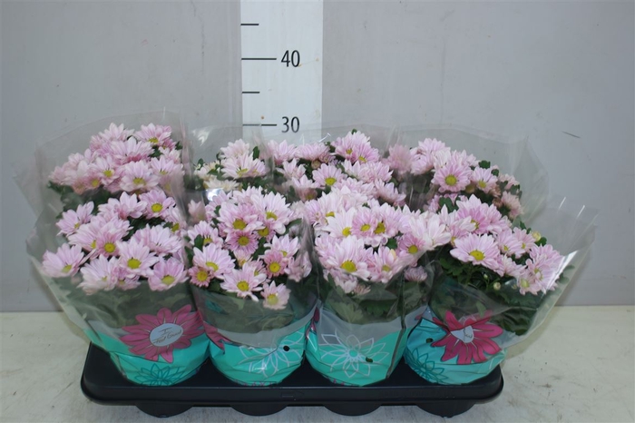 <h4>Chrysanth Blossom Time</h4>