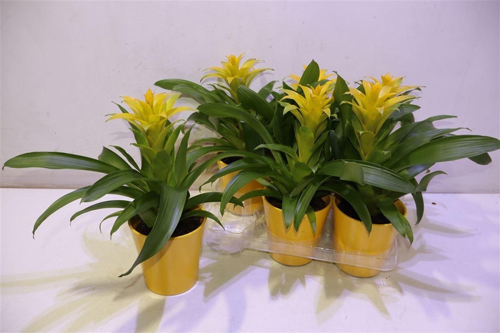 <h4>arr8 Guzm Diana</h4>