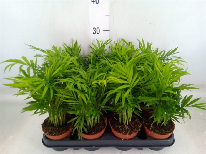 <h4>Chamaedorea elegans</h4>