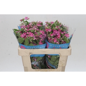 Oxypetalum Bridal Diana