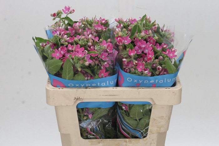 Oxypetalum Bridal Diana