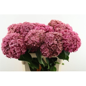 Hydr M Royal Kiss 80-20