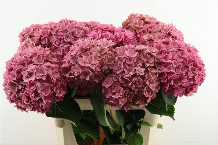 <h4>Hydr M Royal Kiss 80-20</h4>