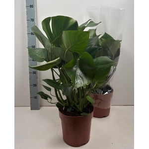 MONSTERA DELICIOSA