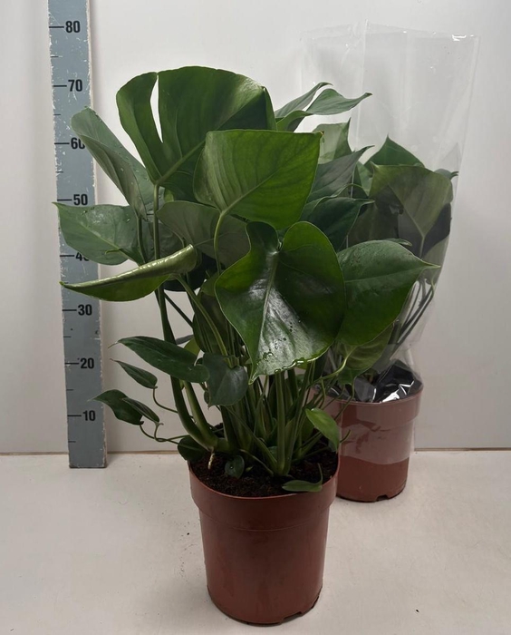 <h4>MONSTERA DELICIOSA</h4>