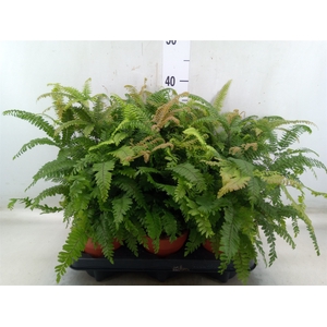 Adiantum tenerum 'Scutum Roseum'