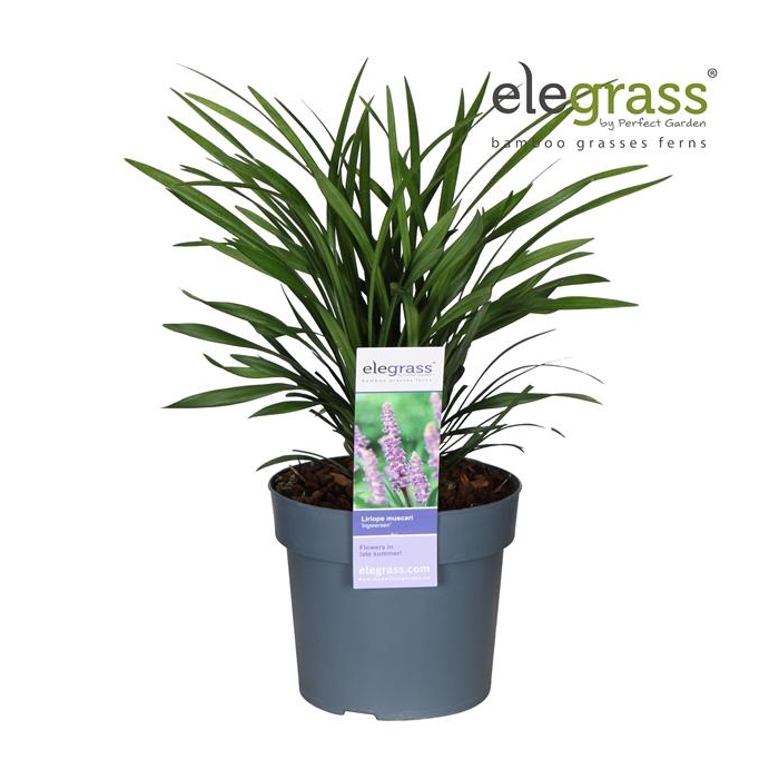 <h4>Liriope muscari 'Ingwersen' P19</h4>