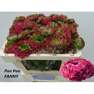 RANUNCULUS OV