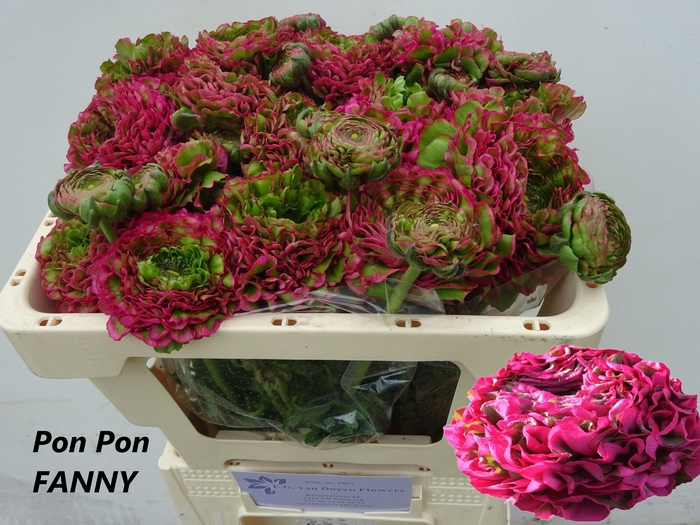 <h4>RANUNCULUS OV</h4>