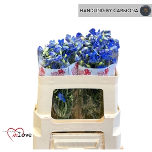 DELPH EN JENNY PEARL