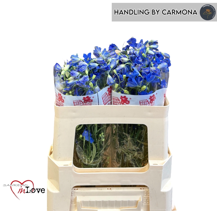 <h4>DELPH EN JENNY PEARL</h4>