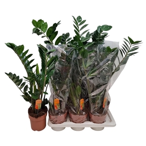ZAMIO ZAMIIFOLIA