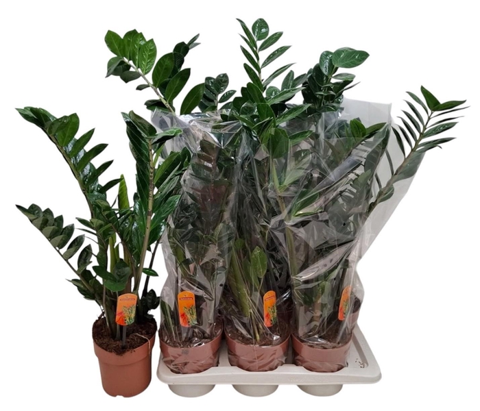 <h4>ZAMIO ZAMIIFOLIA</h4>