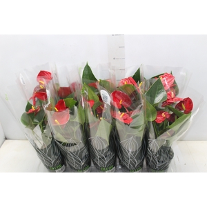 ANTHURIUM RED SUCCESS P12