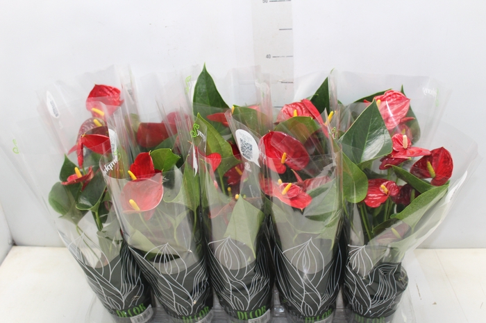 <h4>ANTHURIUM RED SUCCESS P12</h4>
