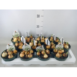 Galanthus nivalis   ...in pot