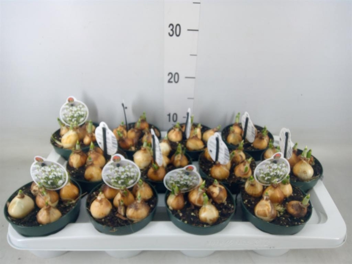 <h4>Galanthus nivalis ...in pot</h4>