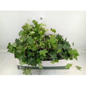 Hedera helix 'Brigitte'