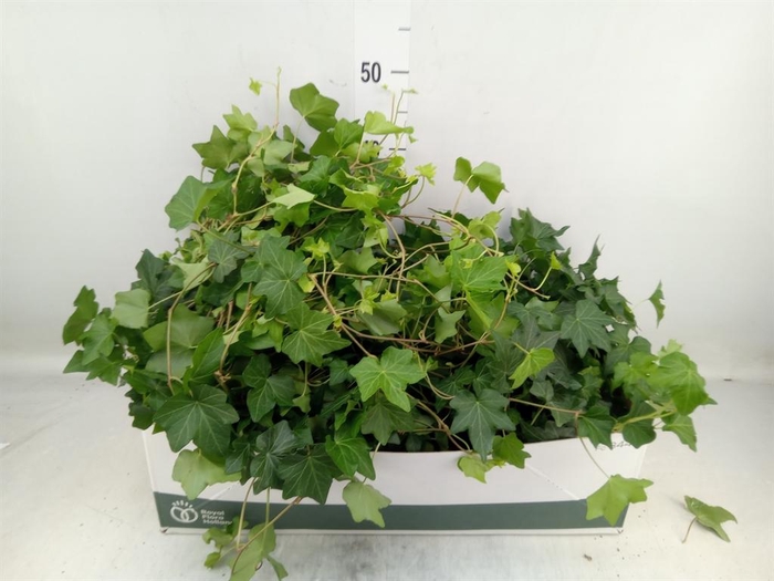 <h4>Hedera helix 'Brigitte'</h4>