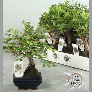 BONSAI GEM