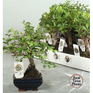 BONSAI GEM