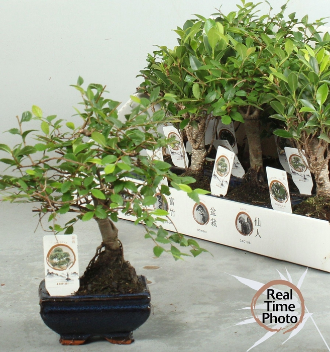 <h4>BONSAI GEM</h4>