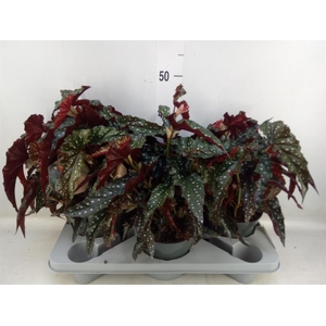 Begonia BD mac. 'Black Forest'