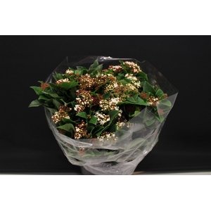 Viburnum Macrophil Bloei