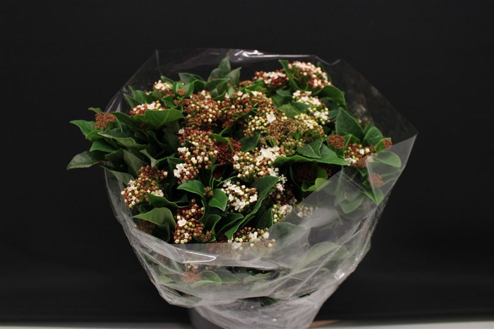 <h4>Viburnum Macrophil Bloei</h4>