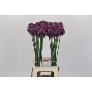 Allium ampeloprasum 'Pink Lady'