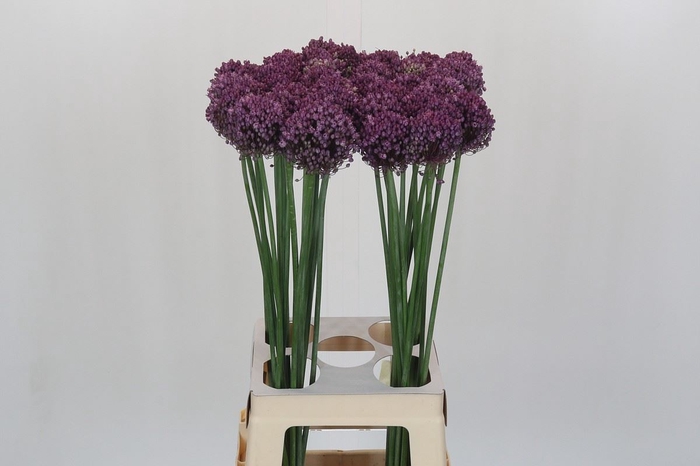 <h4>Allium ampeloprasum 'Pink Lady'</h4>