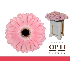 Gerbera Dulcie Water / Hoes