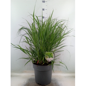 Panicum virgatum 'Rehbraun'