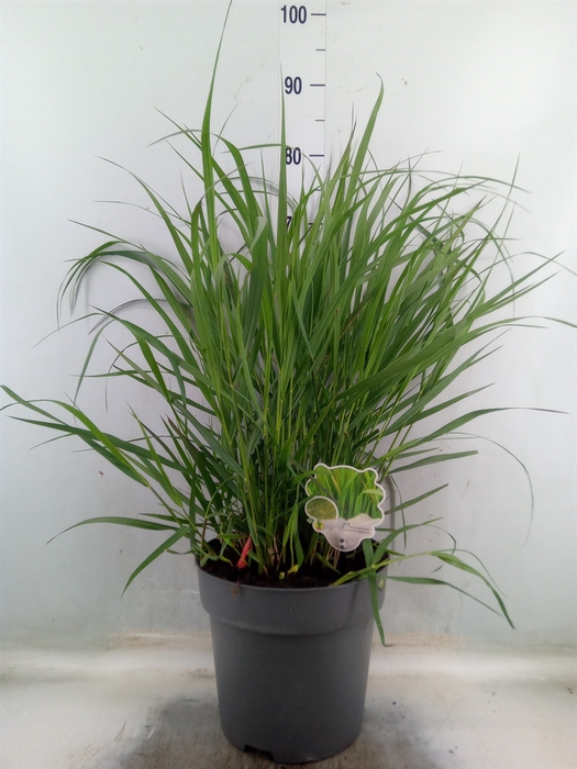 <h4>Panicum virgatum 'Rehbraun'</h4>