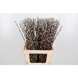 Salix Wilgenkatjes