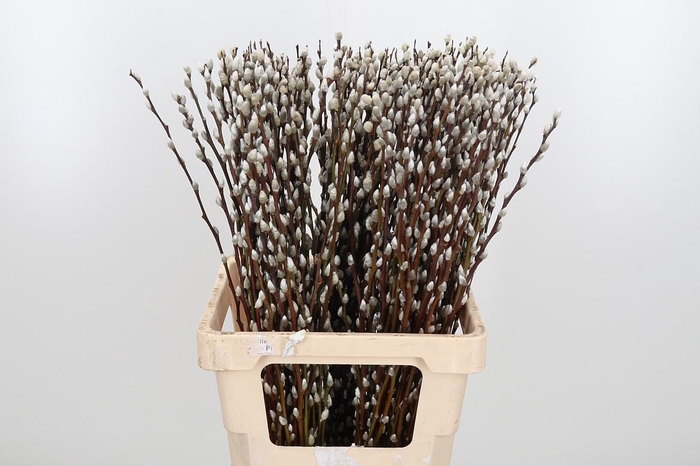 <h4>Salix Wilgenkatjes</h4>