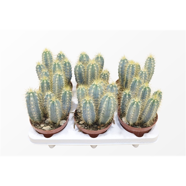 <h4>Pilosocereus Azureus</h4>