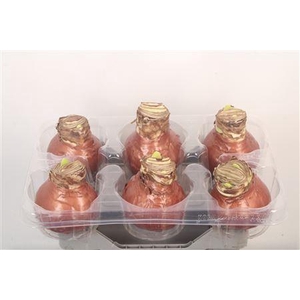 Wax Amaryllis Copper