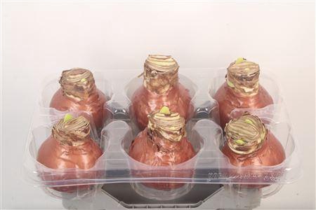 <h4>Wax Amaryllis Copper</h4>