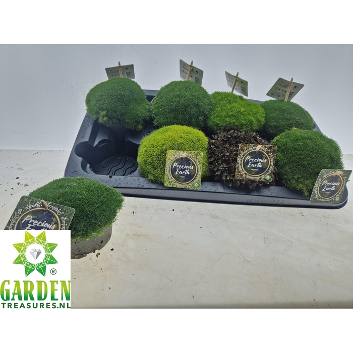 <h4>VASTE PLANTEN OV</h4>