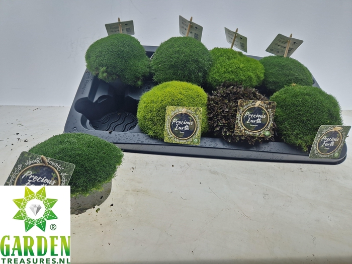VASTE PLANTEN OV
