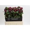 Paeonia Red Sarah