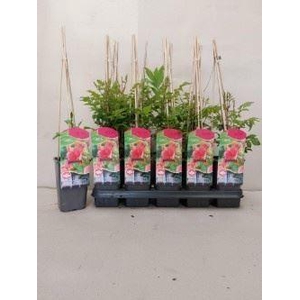 Campsis radicans